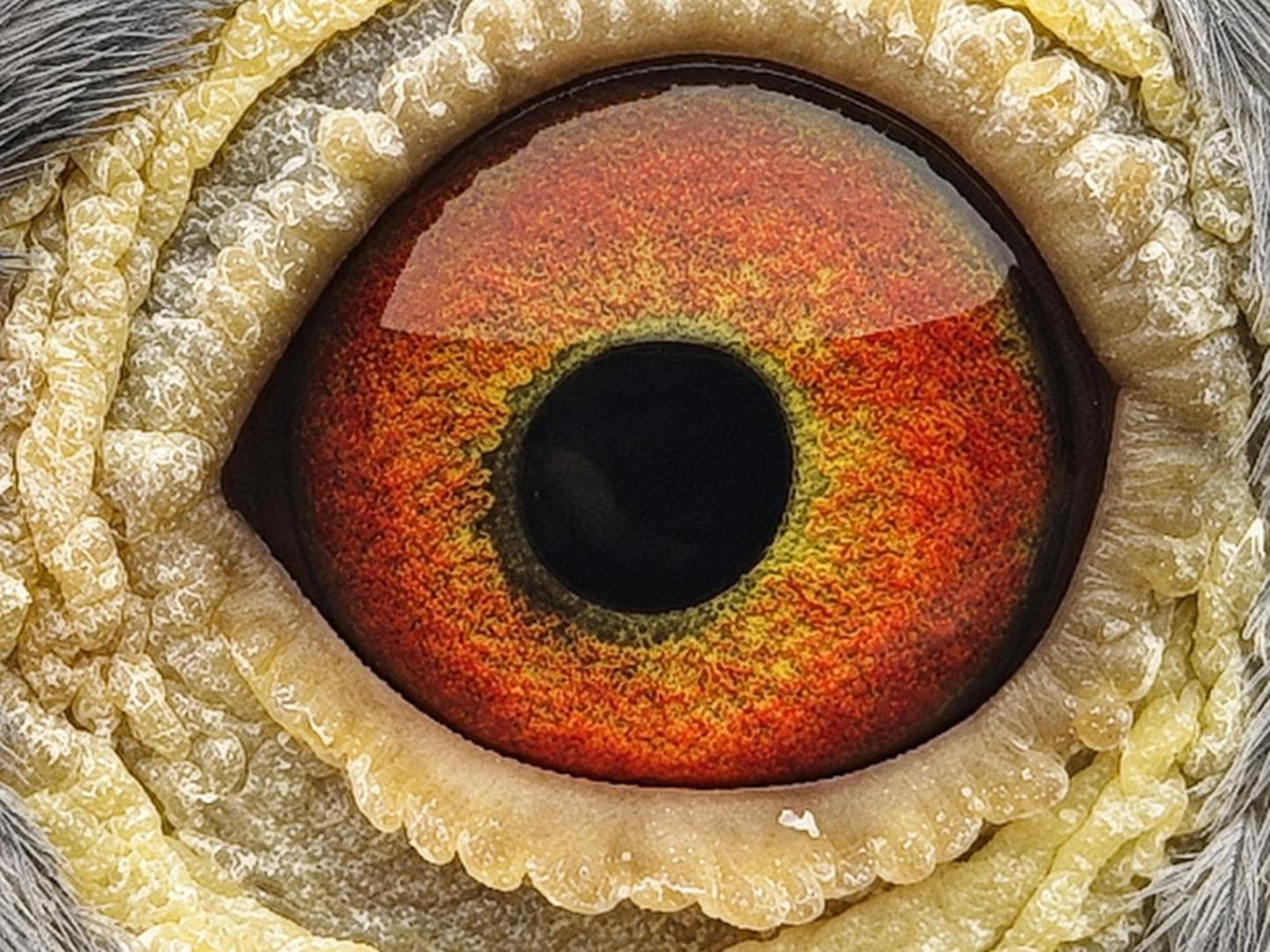 Pigeon eye